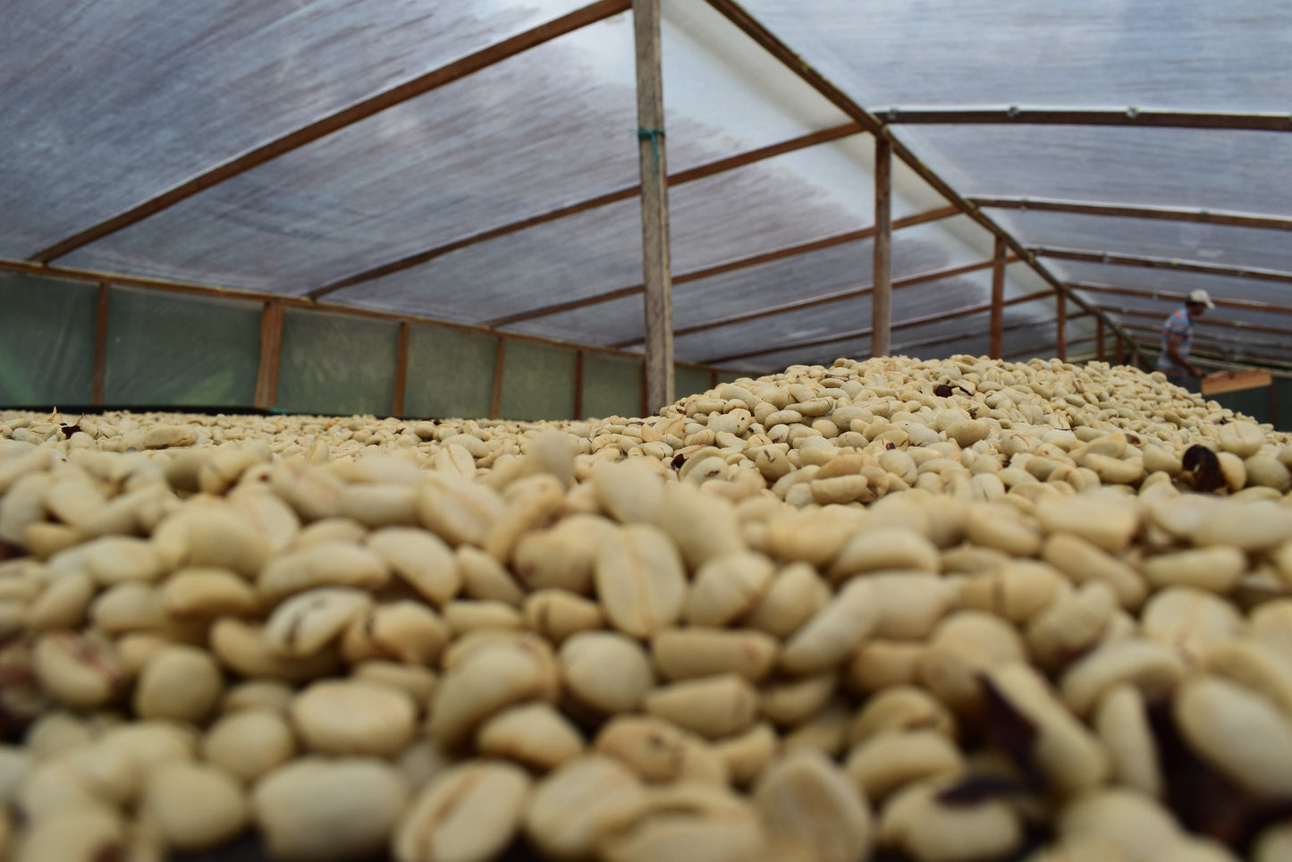 Colombie - Valle del Cauca - Décaféiné - Lavé