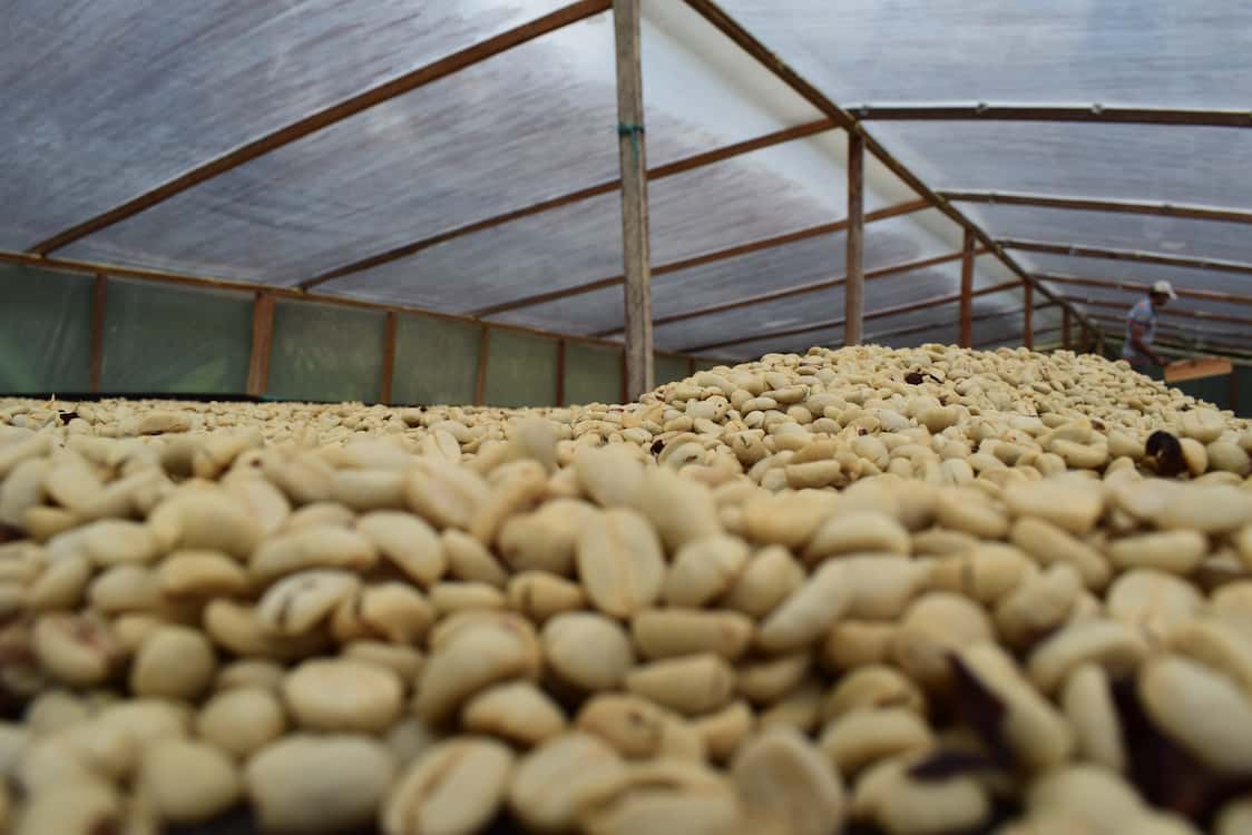 Colombie - Valle del Cauca - Décaféiné - Lavé