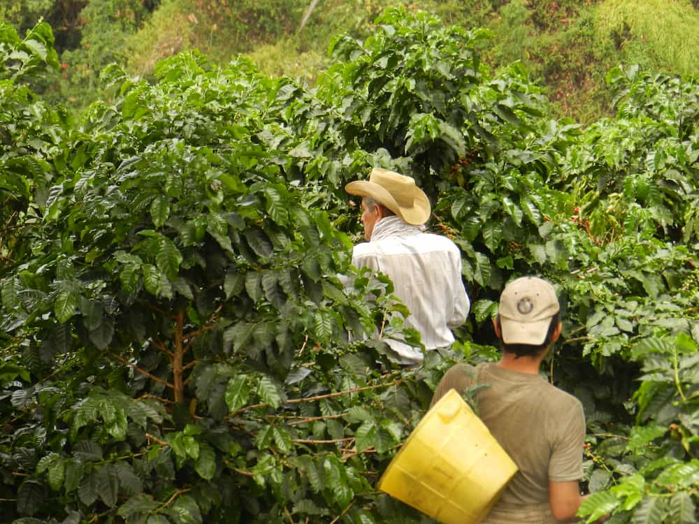Colombie - Valle del Cauca - Décaféiné - Lavé