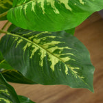 Plante artificielle calathea hauteur 95 cm pot ciment - intérieur