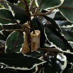 Plante artificielle ficus tronc branches liane lichen feuilles grand réalisme pot inclus hauteur 1,3 m