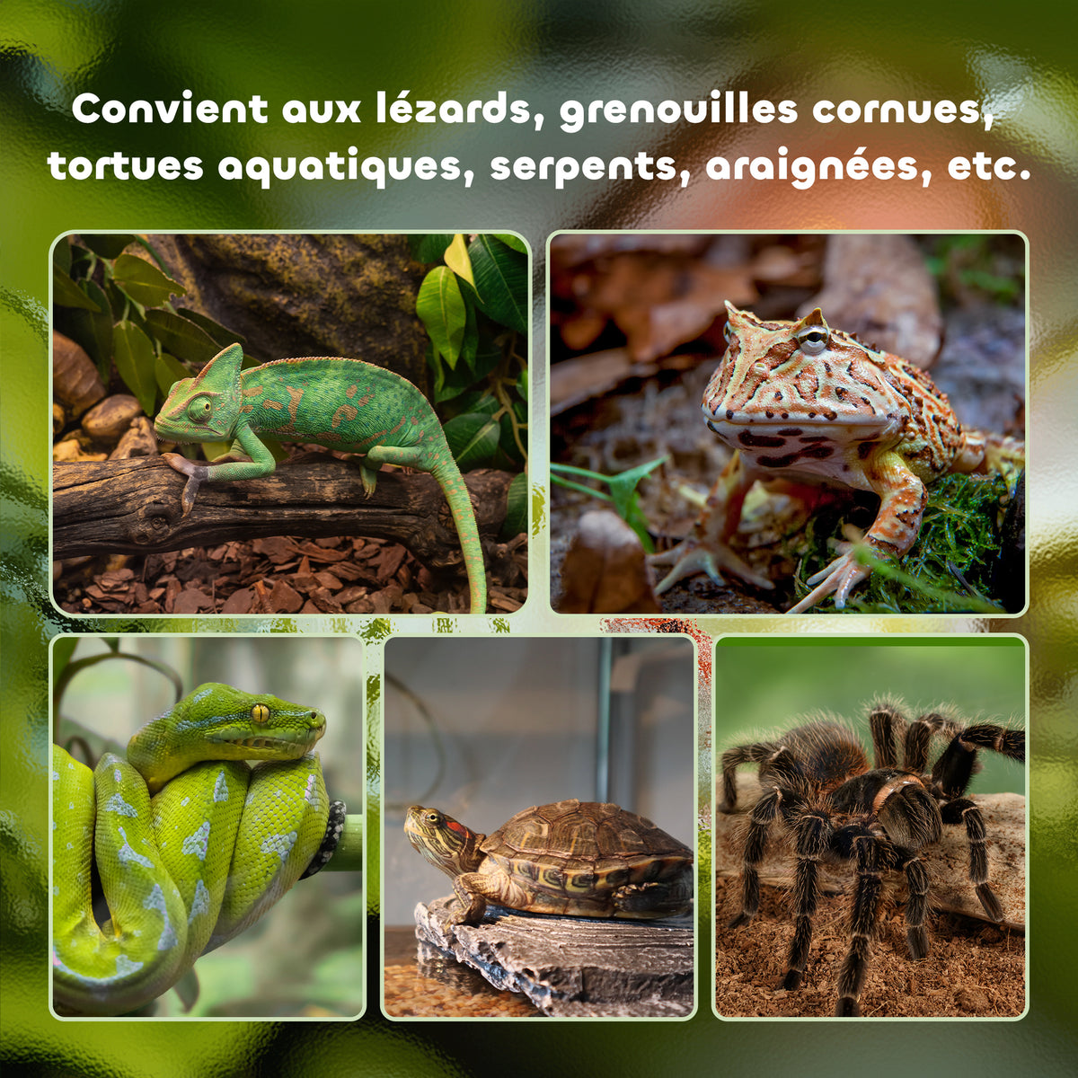 Boîte à reptiles boîte d'élevage de reptiles habitat de terrarium couvercle coulissant treillis métallique thermomètre