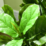 Lot de 2 plantes artificielles Figuier à feuilles de violon Ficus Lyrata hauteur 180cm avec Pot