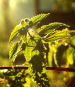 The Incredible Organic Nettle 2000mg - Food Supplement
