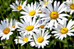 PEARL OF SWEETNESS - Chamomile Flowers - Loose Herbal Infusion