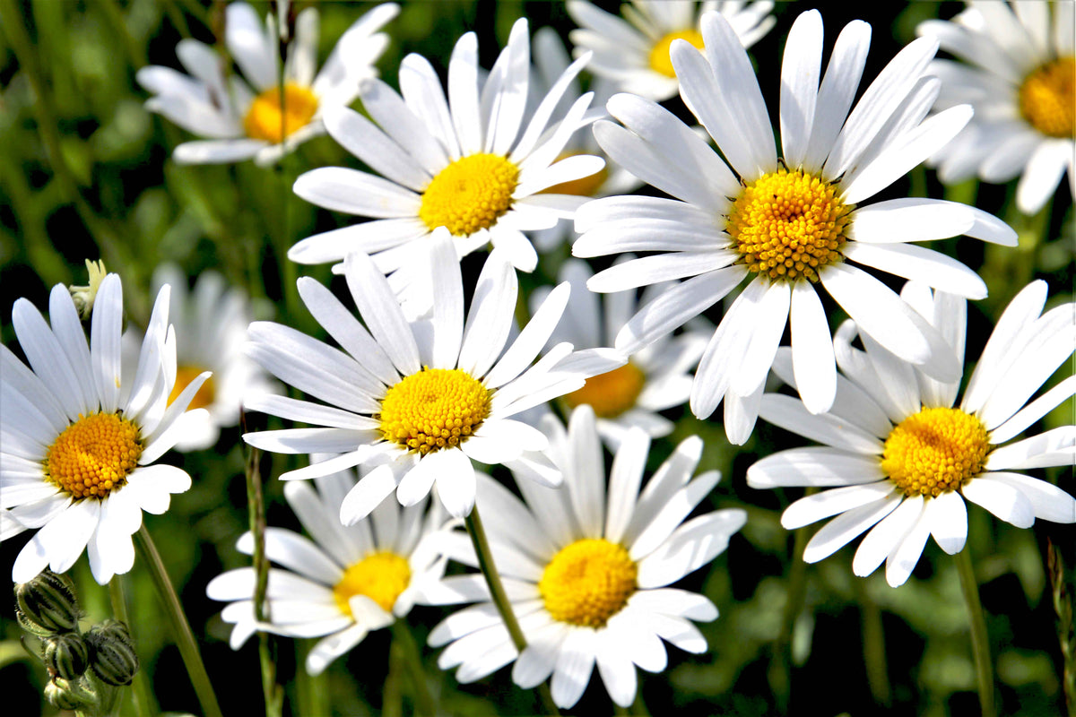 PEARL OF SWEETNESS - Chamomile Flowers - Loose Herbal Infusion