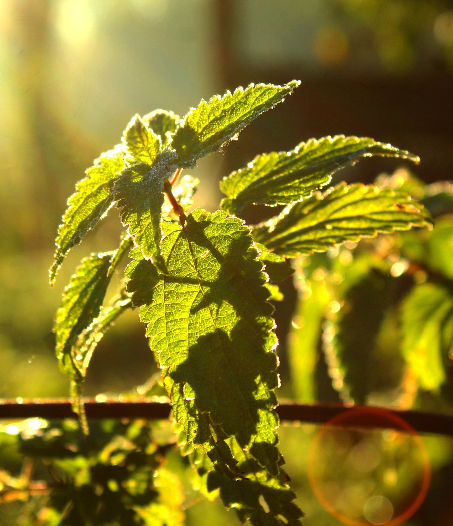 PRO - L'INCROYABLE ORTIE BIO 2000mg - Complément Alimentaire