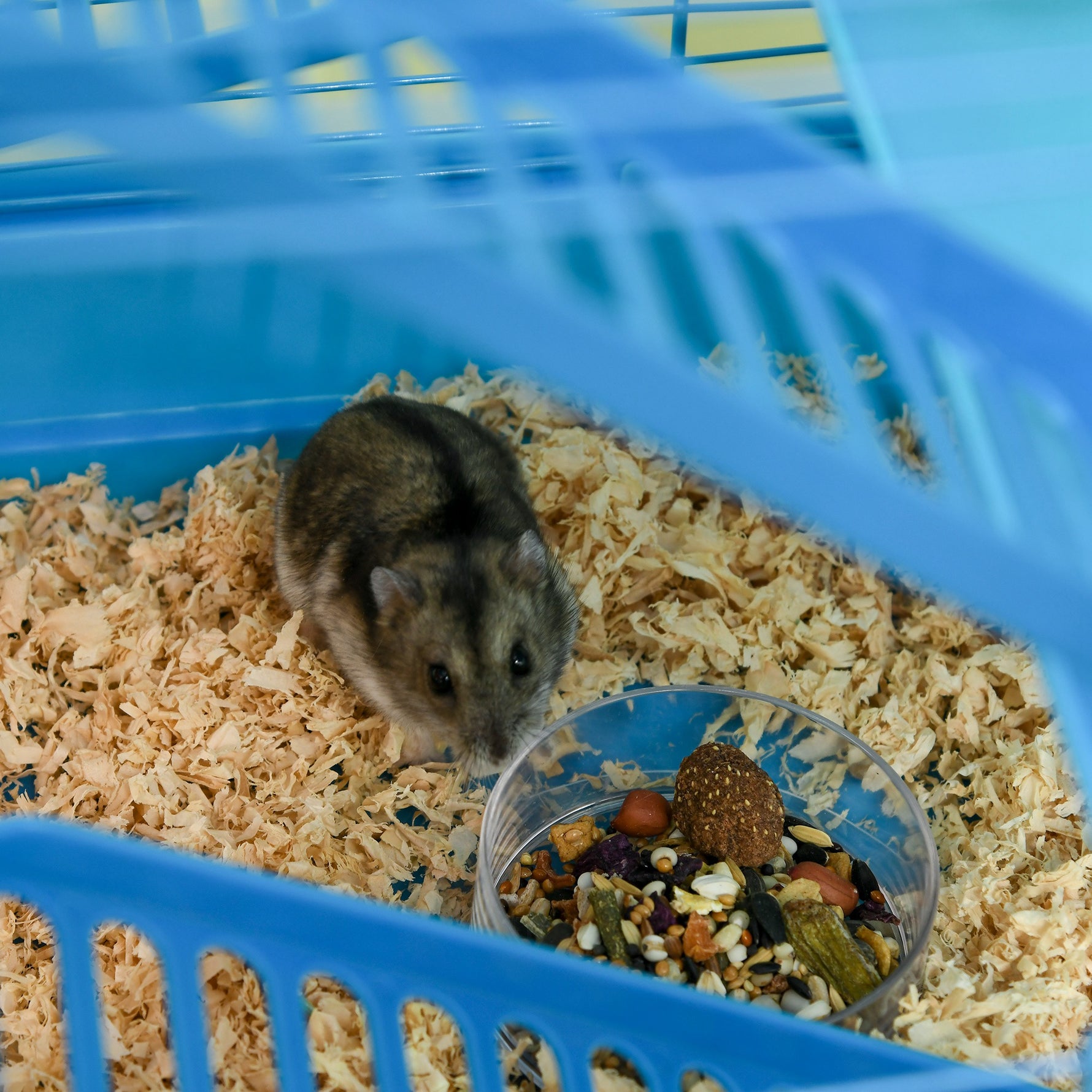 Cage pour Hamster Souris Petit Animaux Rongeur avec Tunnel Mangeoire Roue Jouet 47 x 30 x 59 cm Bleu