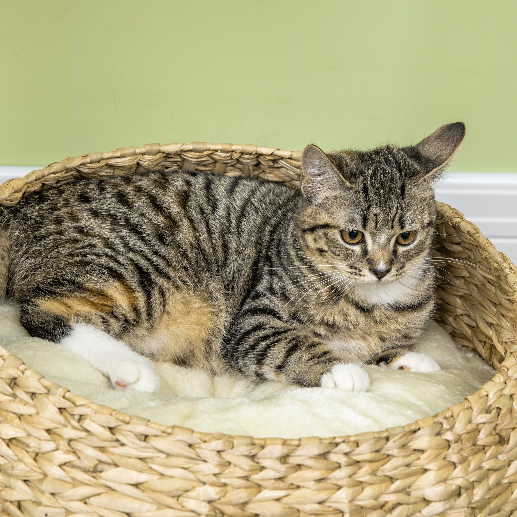Arbre à chat griffoir 2 niveaux hauteur 72 cm poteau sisal avec niche et plateforme 1 balle suspendue
